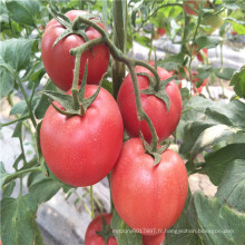 ReDisease indéterminé resisant au TY et au nématode des racines netherlands netherlands légume hybride F1 grosses graines rondes de tomate rose (22031)